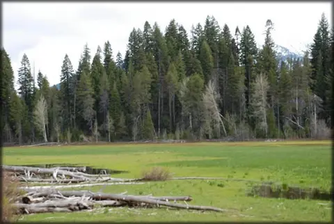 A grassy meadow with fallen logs in the foreground and a dense forest in the background.