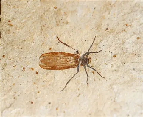 A fossil insect embedded in a rock surface.