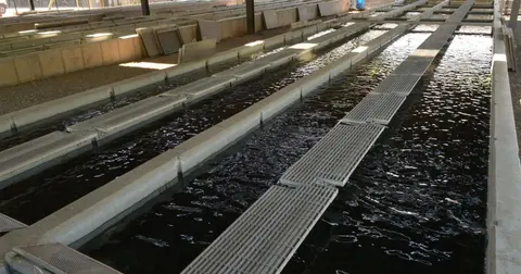 A view of long concrete fish hatchery raceways filled with water.