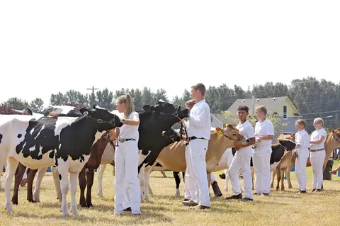 Young people in white show clothes stand with dairy cattle in a field.