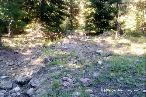 A rocky forest floor with pine trees in the background.