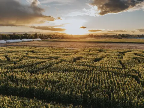 A sunset view over a corn maze and fields with distant mountains.