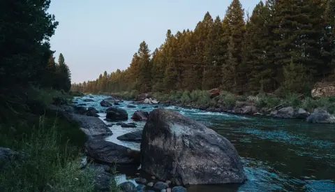 A flowing river surrounded by large rocks and a dense pine forest.