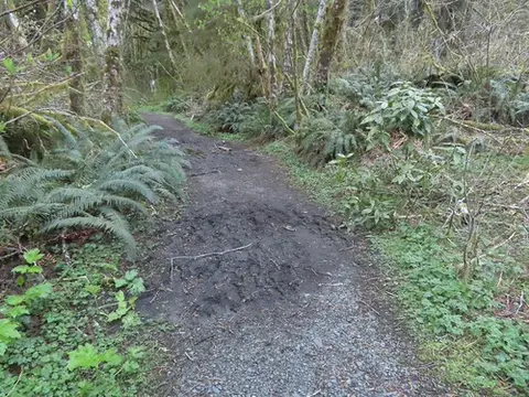 A dirt trail winds through a forest with green foliage and trees.