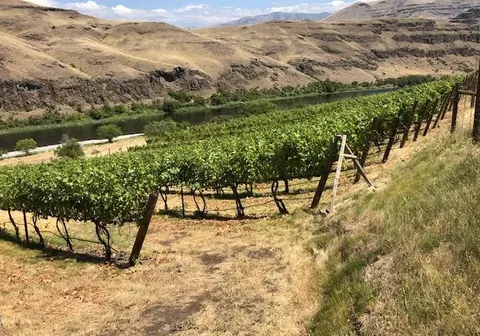 A vineyard is situated on a hillside overlooking a river and dry hills.
