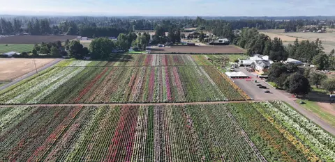 Aerial view of large rows of colorful flowers growing in a field.