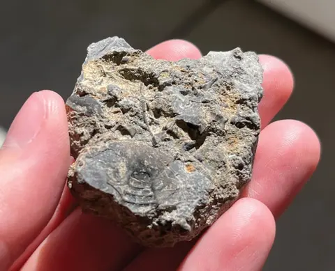 A person holds a small rock containing a fossil.