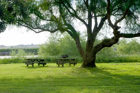 A picnic table and a grill sit under a large tree by a grassy field.