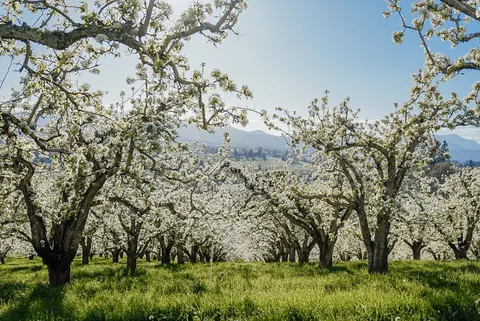 An orchard of blossoming white trees under a bright blue sky.