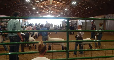 People show sheep inside a large barn.