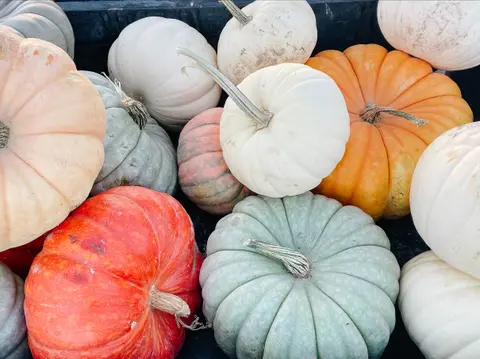 A collection of assorted pumpkins in various colors and sizes.