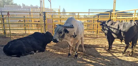 Bulls in pens, Snake River Stampede.