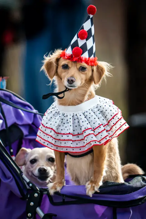 A dog dressed as a clown in a stroller.