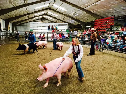 A young girl leads a pig in an indoor livestock show arena.