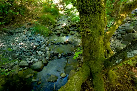 A mossy tree stands by a rocky stream in a forest.