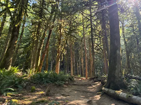 A dirt path winds through a lush forest filled with tall trees and ferns.