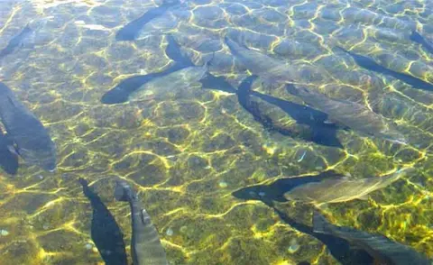 Fish swim in clear shallow water with sunlit patterns on the bottom.