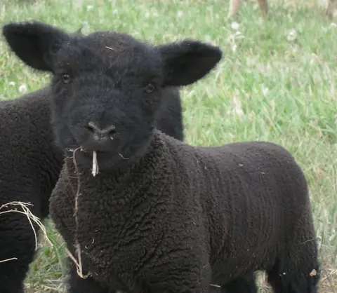 A black lamb stands in a grassy field.