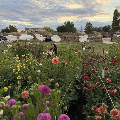 A person stands among rows of blooming flowers in a field at sunset.