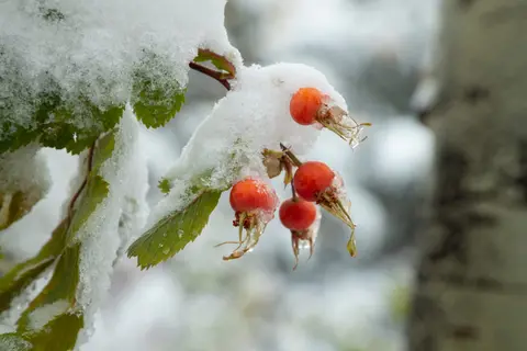 Red rose hips covered in snow and ice on a branch.