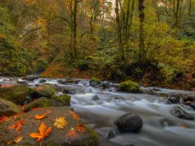 A flowing stream winds through a forest with autumn foliage and fallen leaves.