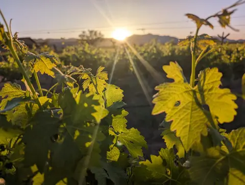 A close-up of grape leaves backlit by a setting sun in a vineyard.