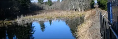 A view of a marsh and railway tracks from a train.