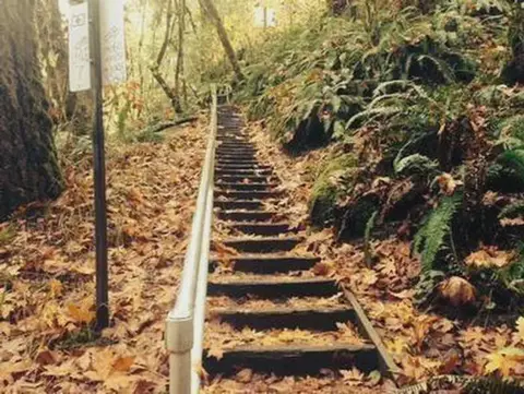 A wooden staircase in a forest covered with fallen leaves.