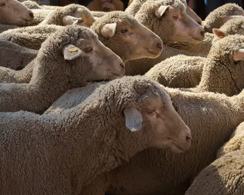 A close-up view of a large flock of sheep standing close together.