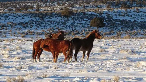 A small herd of horses standing in a snowy landscape.