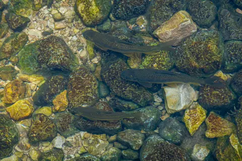 Three fish swim in clear water over a rocky riverbed.