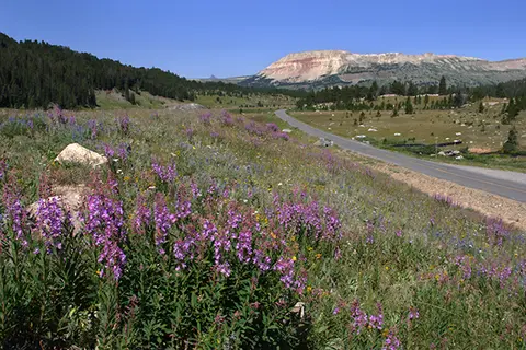 A scenic landscape showing a winding road through a valley with purple wildflowers in the foreground and mountains in the background.