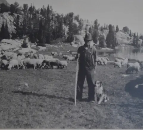 A historic black and white photo shows a shepherd with his dog and a flock of sheep in a mountainous landscape.
