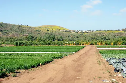 Crop fields at Tanaka Farms.