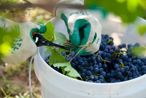 A person wearing gloves harvests grapes into a white bucket.