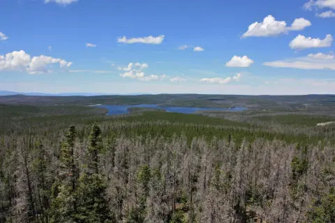 A wide landscape view of a vast forest with a lake in the distance under a blue sky with scattered clouds.