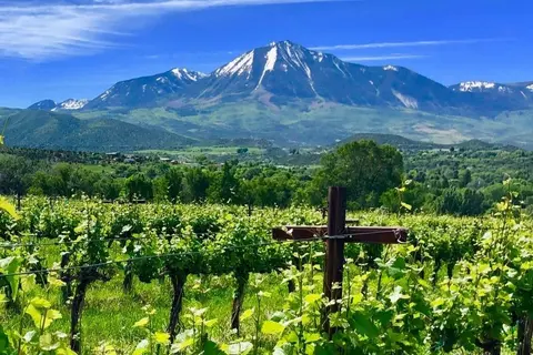 A vineyard in front of a large snow-capped mountain under a blue sky.