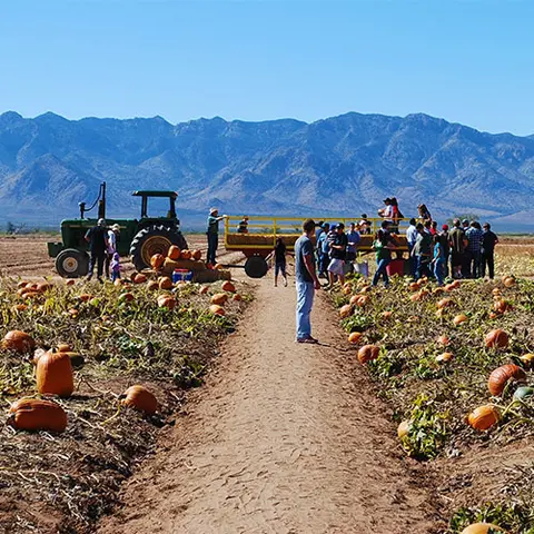People walking through a pumpkin patch with mountains in the background.