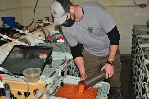 A person pours fish eggs from a cylinder into a tray inside a building.