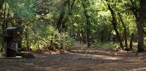 A dirt path winds through a dense forest with tall trees.