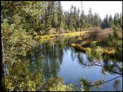 A river flows through a forest with pine trees.