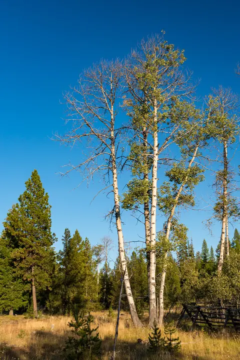 Aspen trees along Blue Mountain Scenic Byway.