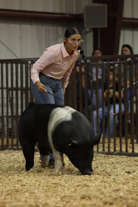 A young woman shows a pig in an indoor arena with wood shavings on the ground.