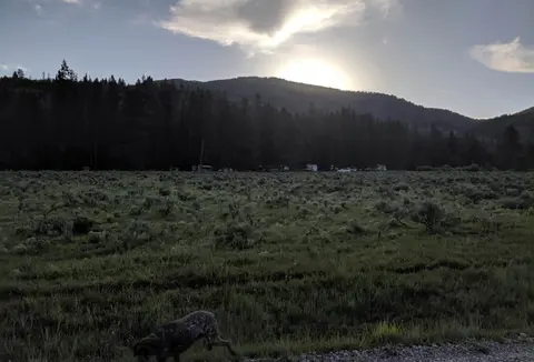 A dog runs across a field with a forested mountain and sunset in the background.