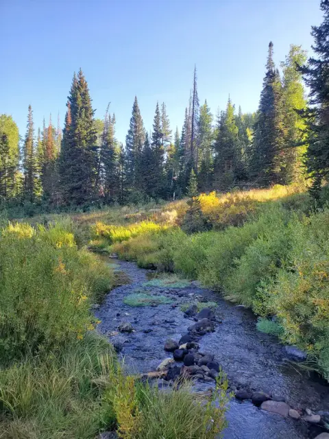 A narrow stream flows through a grassy meadow surrounded by pine trees under a clear blue sky.