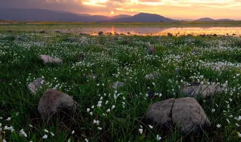 A sunset over a grassy field with small white flowers and mountains in the background.