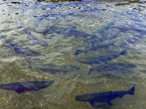Many fish swimming in clear water.