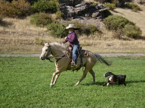 A person rides a horse through a grassy field with a dog running alongside.