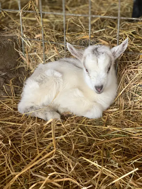 A young goat rests in a bed of hay inside an enclosure.