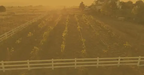 An aerial view of rows of grapevines enclosed by a white fence at sunset.